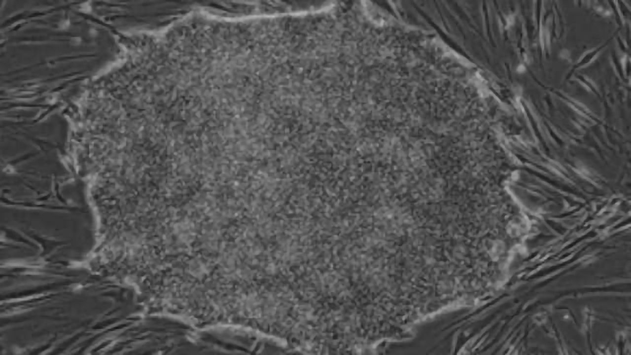 ‘Regulator Ready’ Stem Cell Lines Released