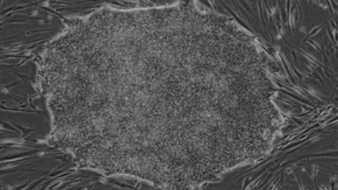 ‘Regulator Ready’ Stem Cell Lines Released