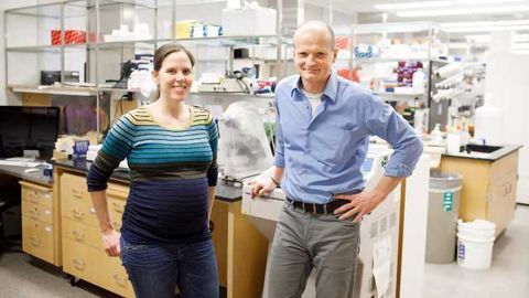 Meet Doublesex, the Sex Characteristics Gene