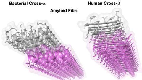 Staphylococcus Aureus Uses Amyloid Fibrils to Attack Cells
