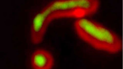 Cell Powerhouses Break Down Cleaning Up Misfolded Proteins