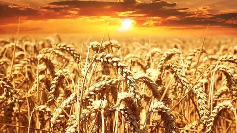 EFSA Proposes Simpler Rules for Small Retailers