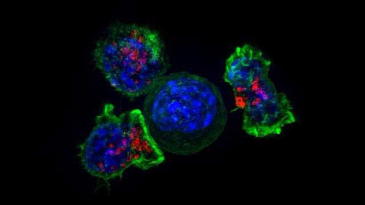 A New Role for an Old Immune Cell