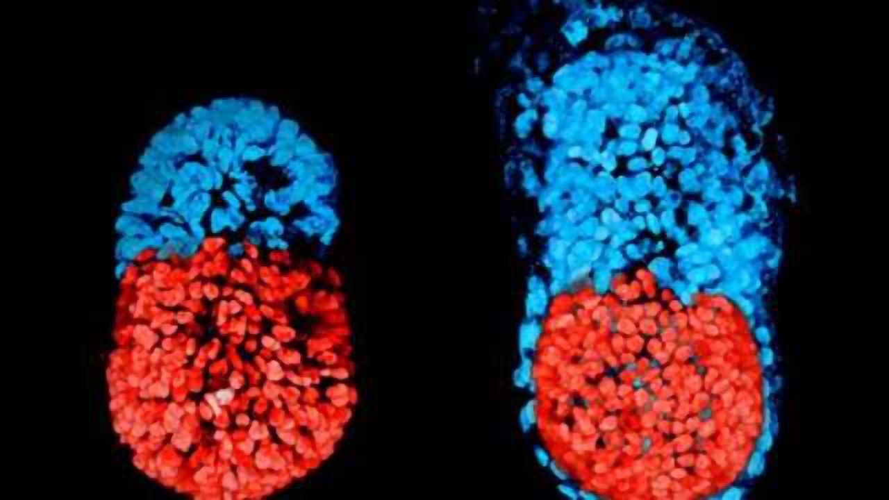 Artificial Mouse Embryo Created in Culture