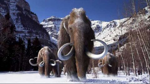 Woolly Mammoths had a Mutational Meltdown Before Extinction
