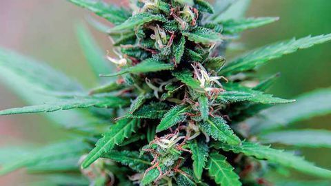 How the Government Limits Valid Scientific Research on Marijuana