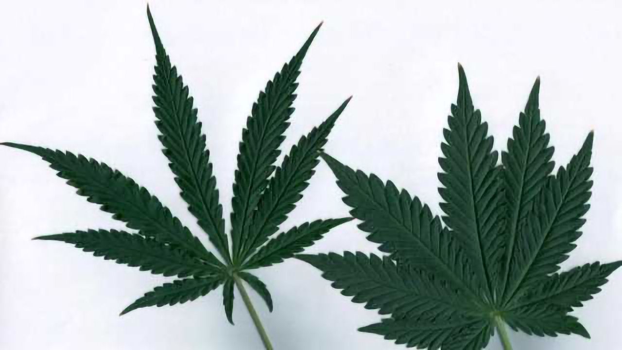 Genetic Analysis of Marijuana Finds Little Evidence of Distinct Strains