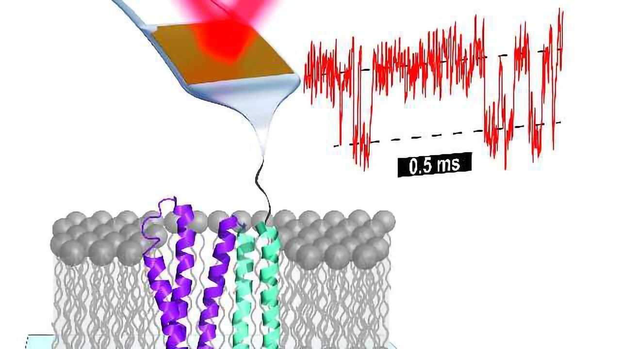 Atomic Force Microscopy Reveals Protein Folding