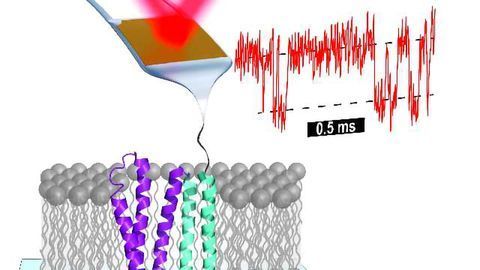 Atomic Force Microscopy Reveals Protein Folding