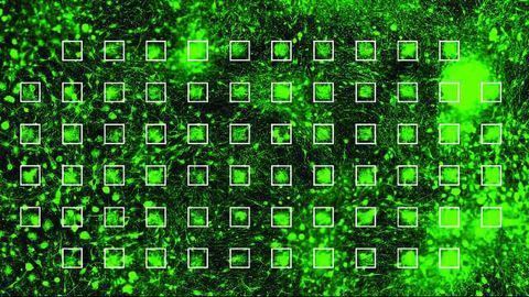 Neuronal Networks Grown on a Chip