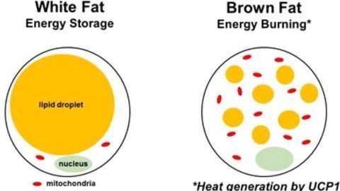 How Genes and The Environment Influence Metabolic Disease