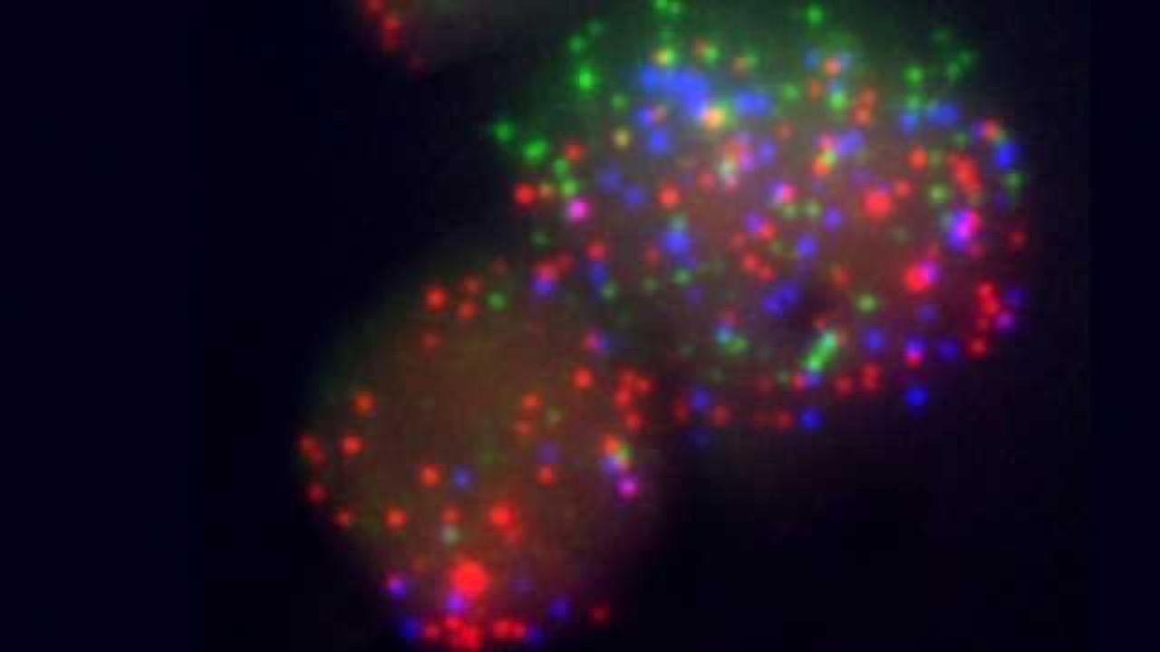 Role of Stem Cell Reprogramming Factor Uncovered