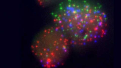 Role of Stem Cell Reprogramming Factor Uncovered