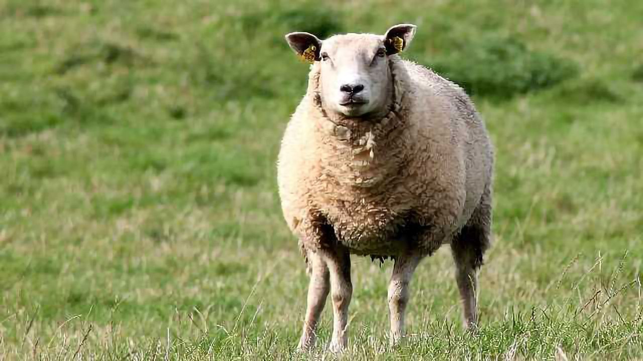 EFSA Reviews Control Measures of Bluetongue