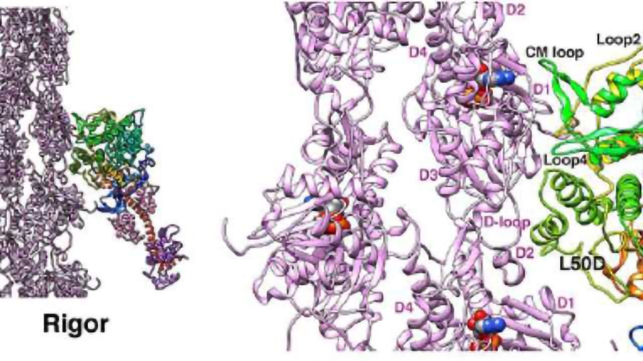 Atomic Resolution of Muscle Contraction