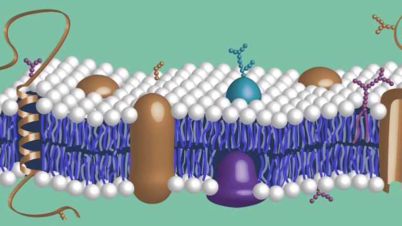 Proteoglycan and Glycosaminoglycan Research Reagents