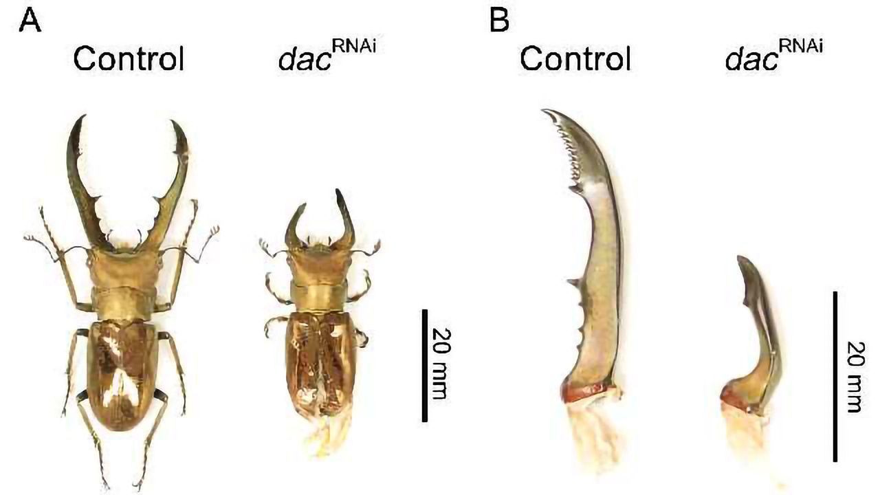 The Genes that Drive Insect Diversity