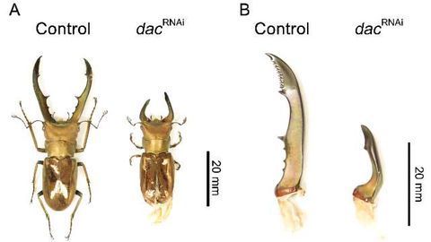 The Genes that Drive Insect Diversity