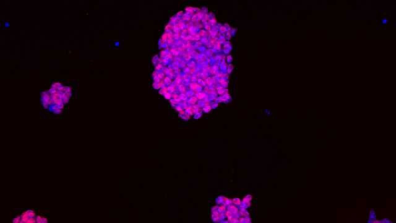 Mapping the Genome in 3D