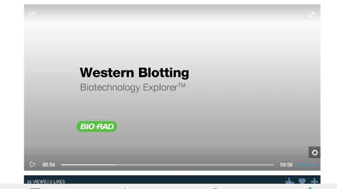 Western Blotting