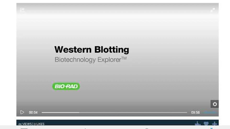 Western Blotting content piece image