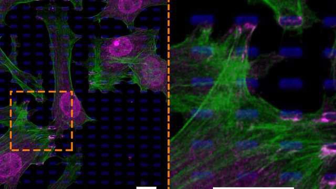 Life-like Stretching of Cells