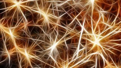 Cellular ‘Garbage Disposal’ Has Another Job