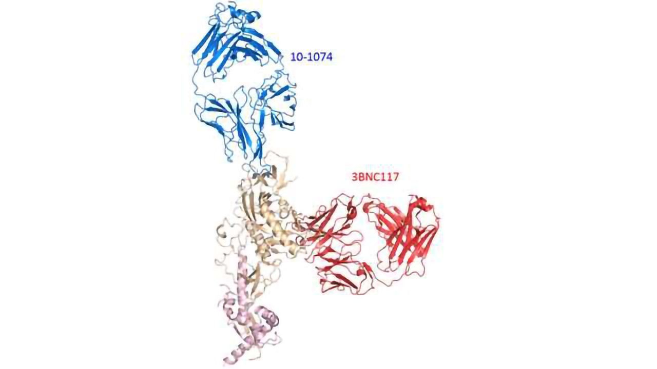 Dual Antibody Attack Suppresses HIV in Monkeys