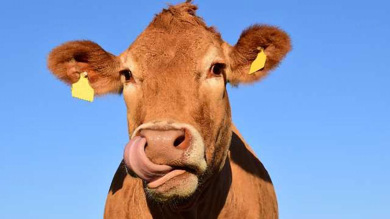 Respiratory Syncytial Virus Vaccine Successful in Cows