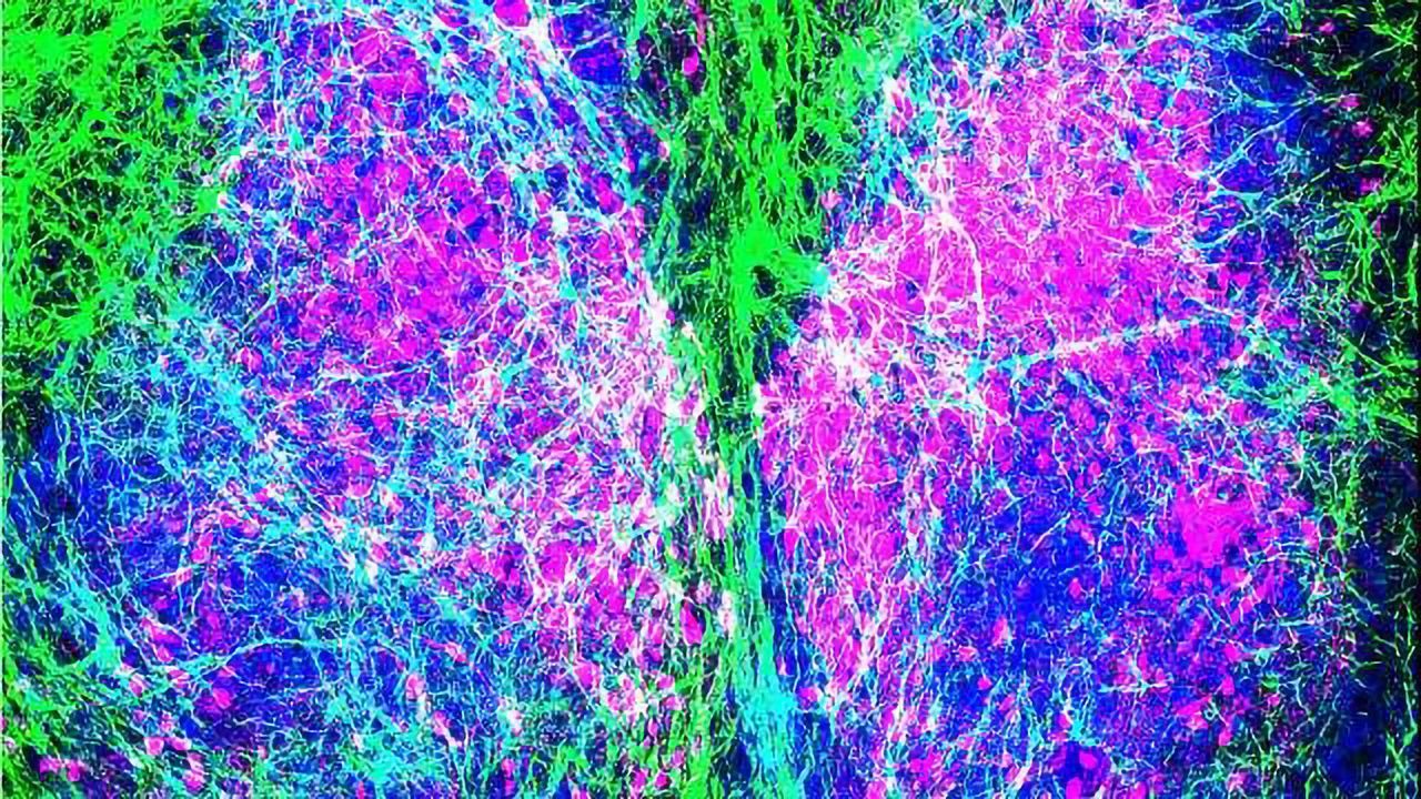 Astrocytic Control of Body Clock