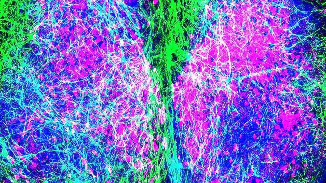 The Master Clock, Set by Astrocytes