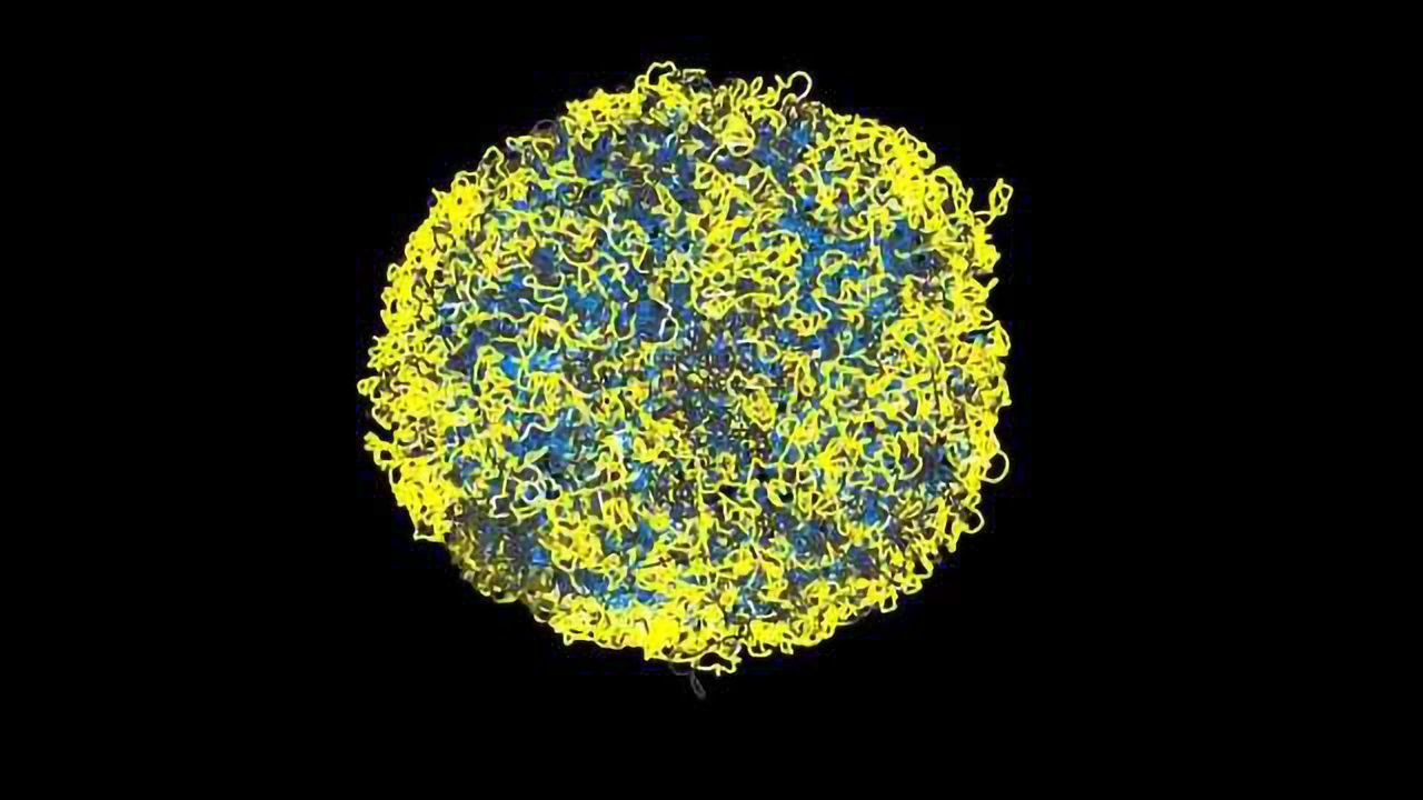 Visualising DNA in Action
