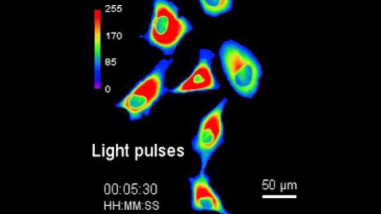 The New 'PhoCl' Point of Optogenetics