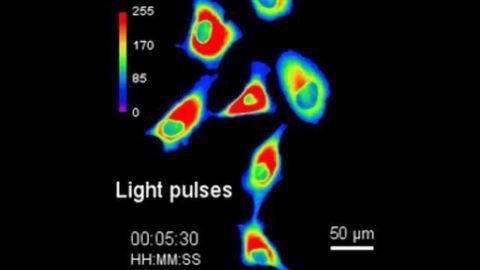 The New 'PhoCl' Point of Optogenetics
