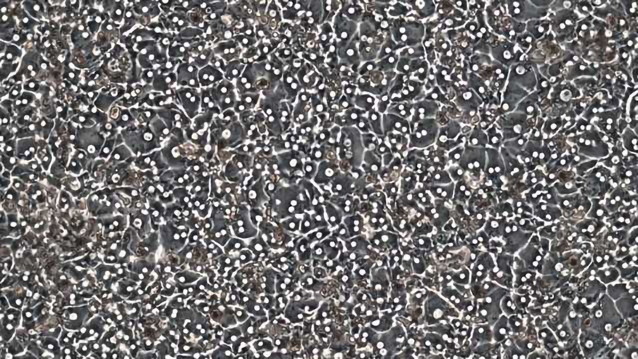 Lonza Produces New High-Quality Mammalian Hepatocytes for ADME-Tox Testing
