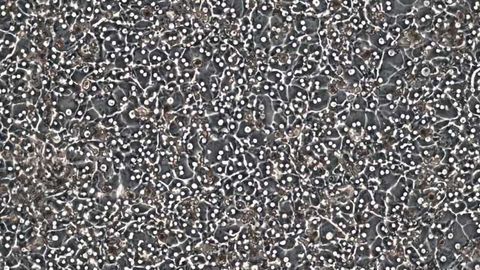 Lonza Produces New High-Quality Mammalian Hepatocytes for ADME-Tox Testing