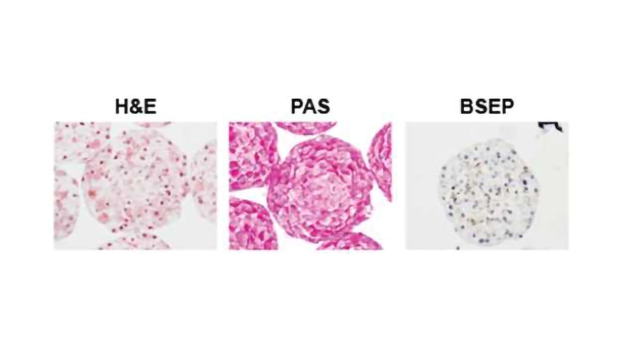 InSphero Launches 3D InSight™ Monkey Liver Microtissues