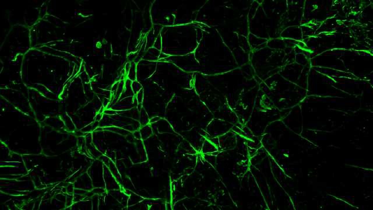 Making Strides in Regenerative Medicine