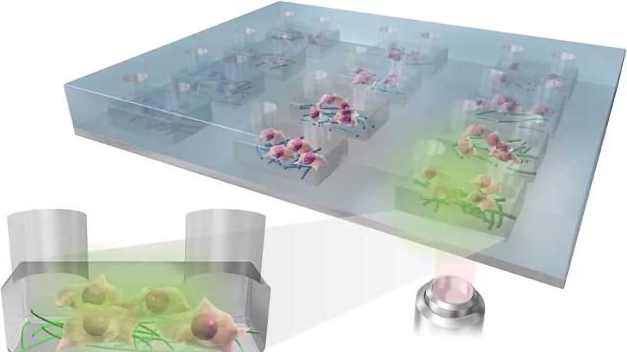 New Platform for Culturing Stem Cells