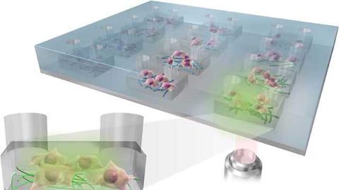 New Platform for Culturing Stem Cells
