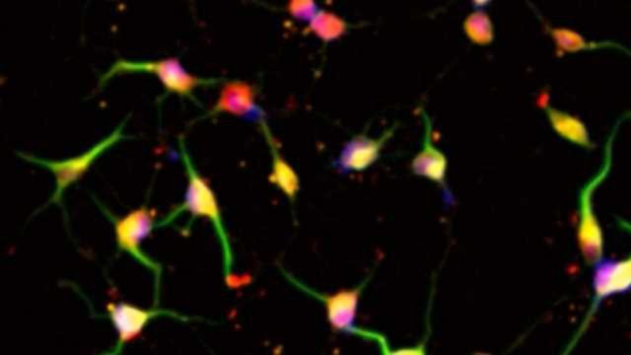 Stem Cells Reprogrammed without Genetic Modification