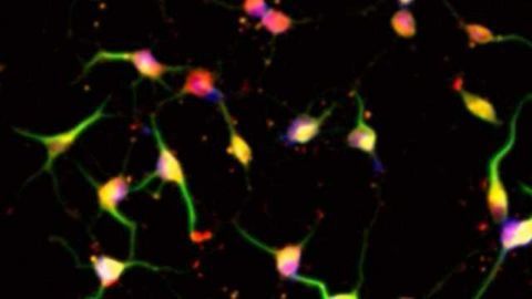Stem Cells Reprogrammed without Genetic Modification