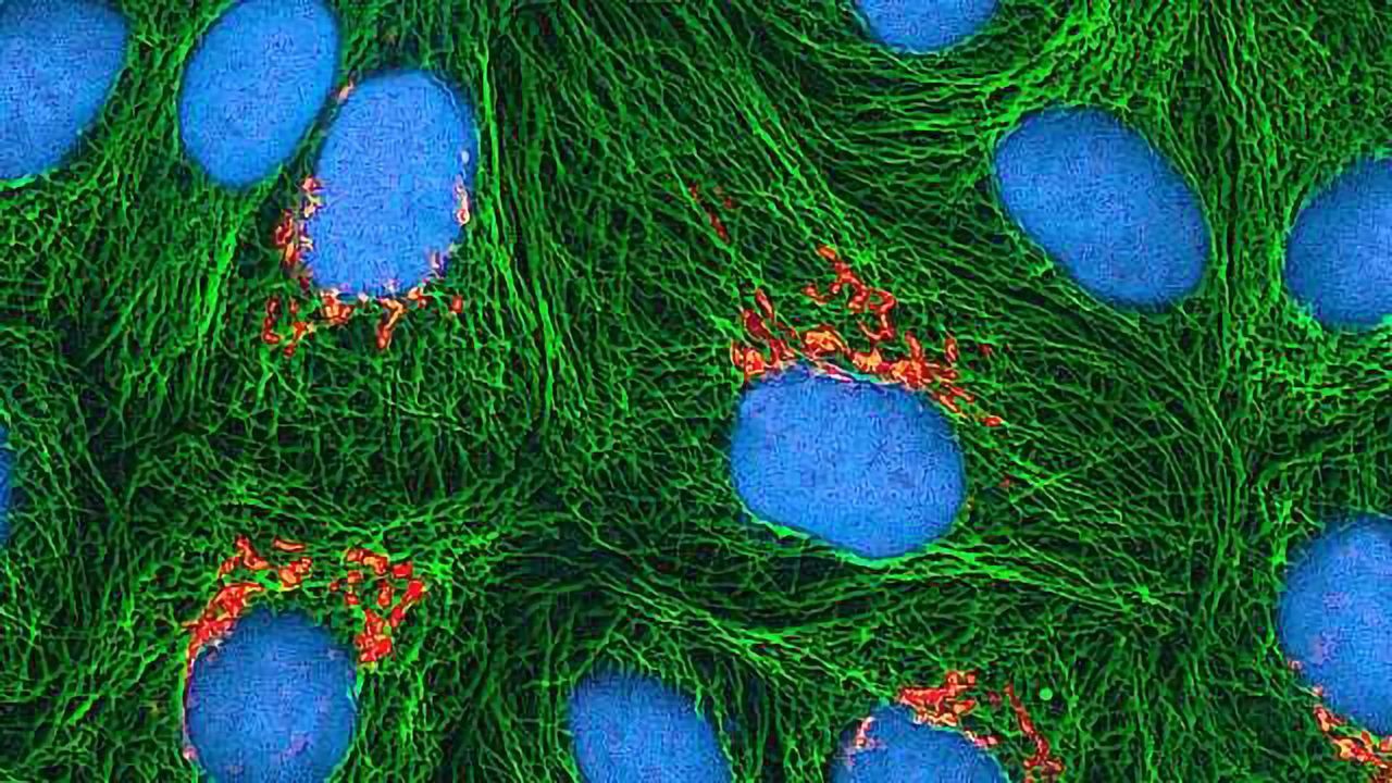Scottish Universities Collaborate to Develop New Drugs for Tissue Repair