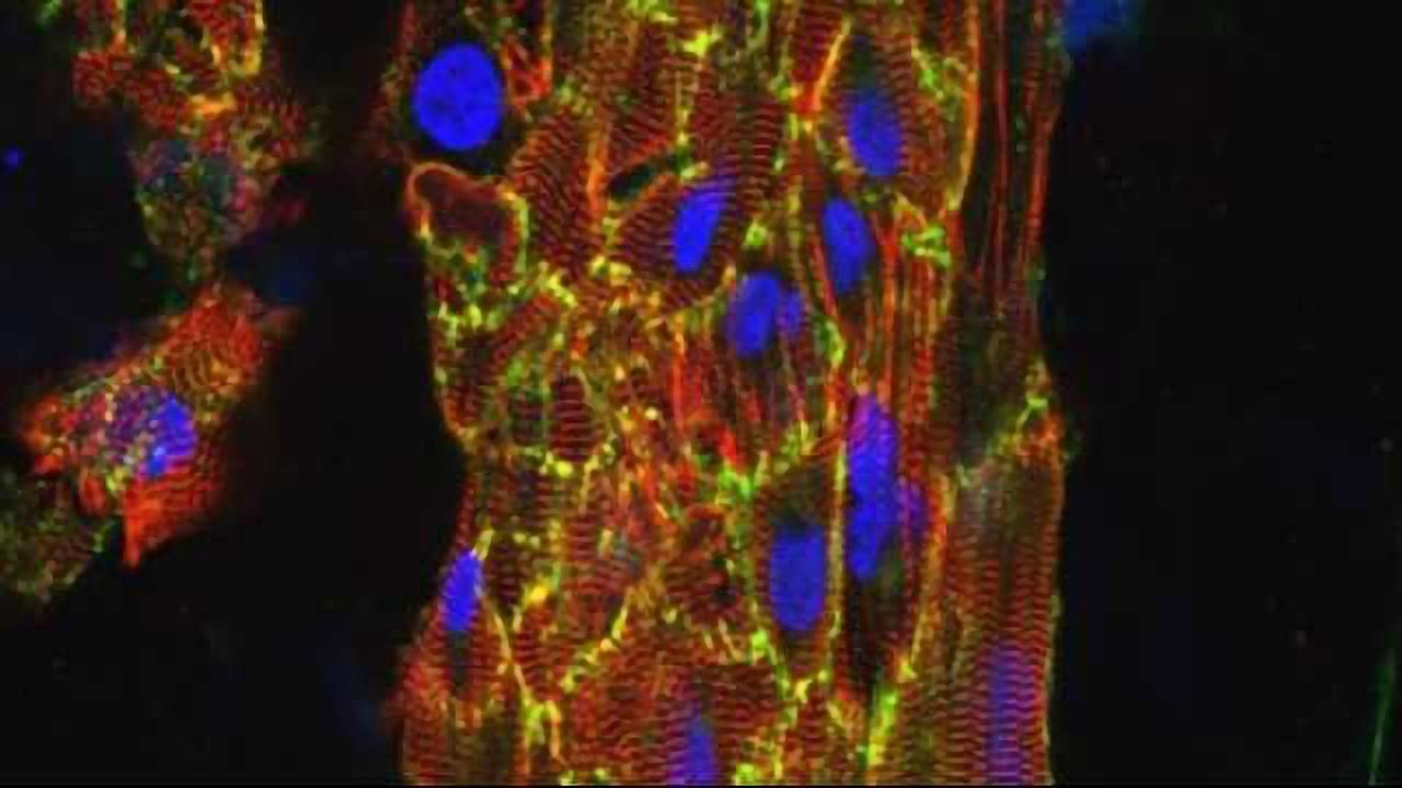 'Beating' Heart Created from Stem Cells