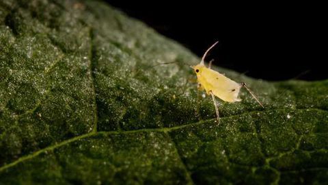 Discovering New Genes in Pest Species
