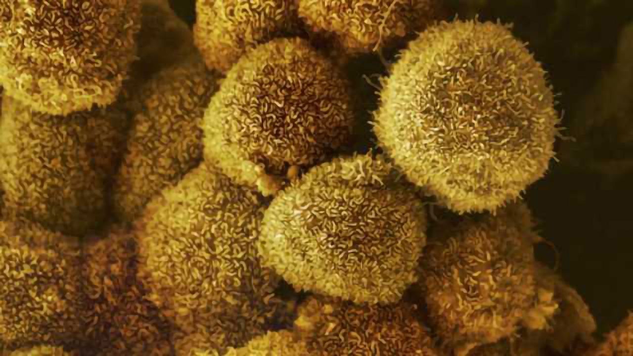Novel Cancer Suppressing Genes Identified
