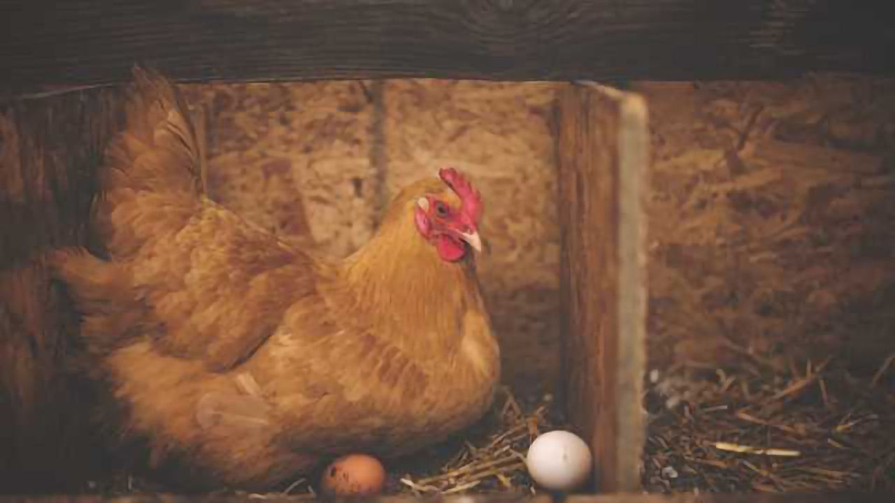 Adolescent Chicken Immune System Not Mature Enough for Vaccine