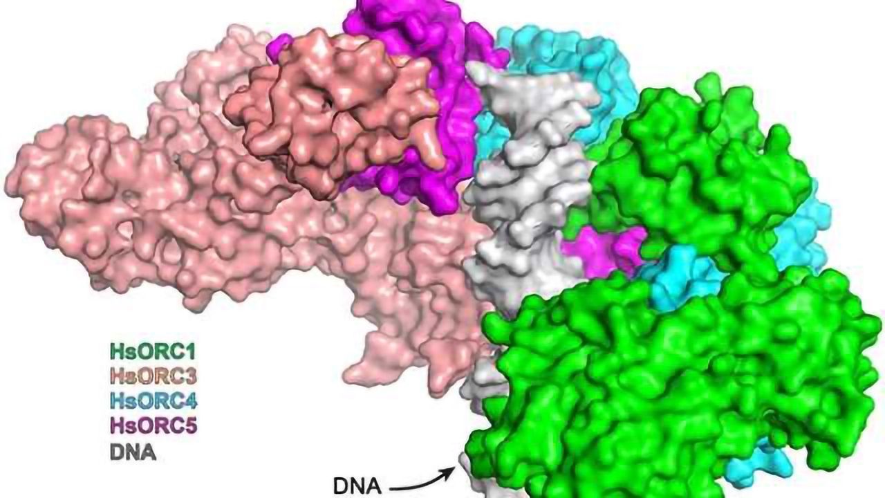 Protein Complex Captured at High Resolution