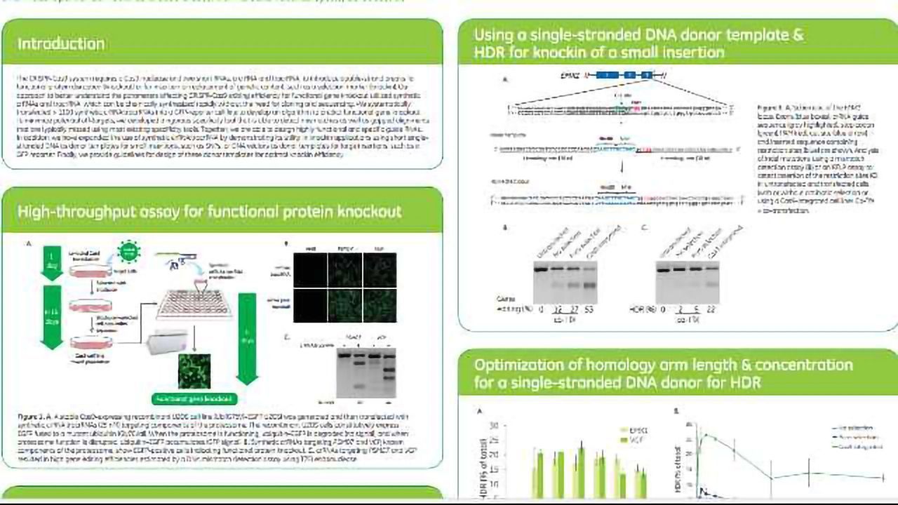 Designing highly functional and specific guide RNAs for knockout and achieving precise knockin using the homology-directed repair pathway
