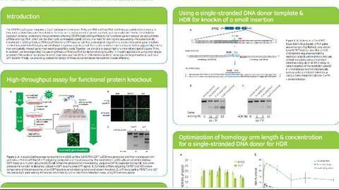 Designing highly functional and specific guide RNAs for knockout and achieving precise knockin using the homology-directed repair pathway